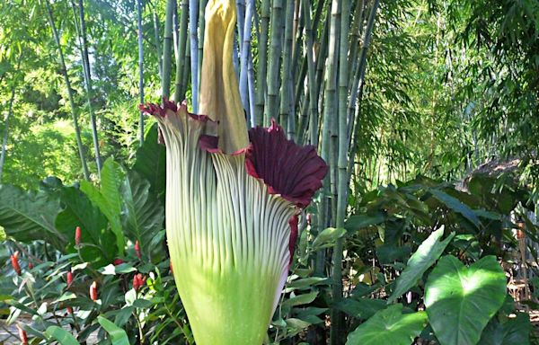 CSU’s corpse flower is about to bloom