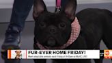 Furever Home Friday: Cane