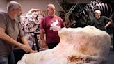 MTSU natural history museum team uncover rare Triceratops skull for exhibit