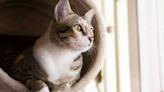 Pet medication for deadly cat illness soon to be available in US: 'Huge triumph'