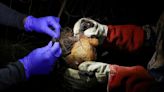 Oxford starts human testing of Nipah virus vaccine