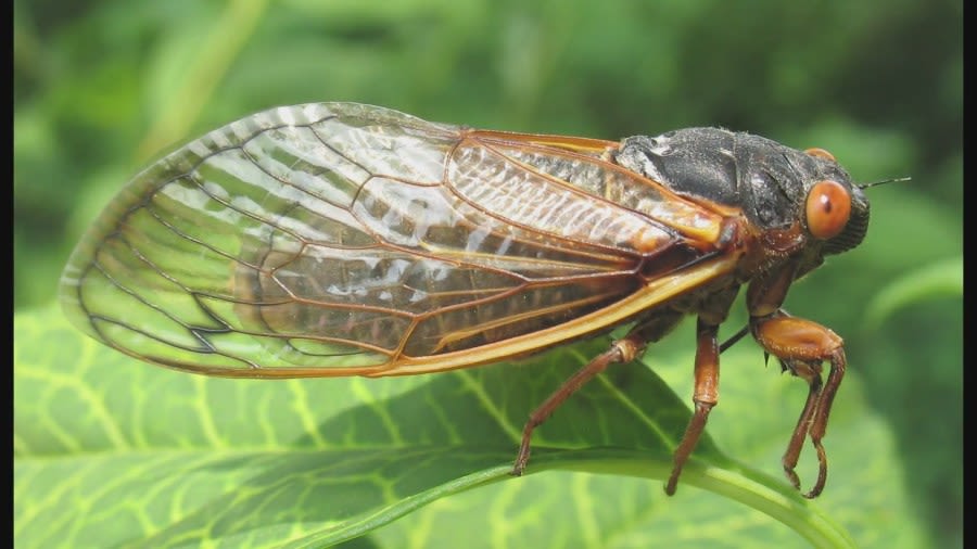 Chicago-area cicadas may soon be infected with STD that turns them into ‘zombies’