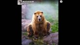 Bear rescued as orphan — known as a ‘laid back little brother’ — dies at Minnesota Zoo