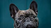 French bulldog, golden retriever among popular breeds for New Yorkers: study