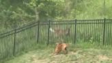 Unlikely friendship: Deer and dog play in Treesdale backyard