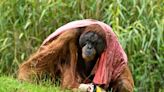 Report: Experts question viability of ‘orangutan diplomacy’