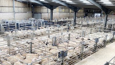Meat key to CCM Skipton Spring lamb trade