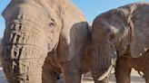 Elephant herd provides ‘magic moment’ with close encounter
