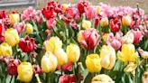 Liberty Grace Farm in Columbia delights crowds with pick-your-own-tulip festival