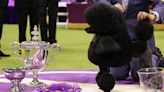 Sage the Miniature Poodle Wins Best in Show at the 2024 Westminster Dog Show