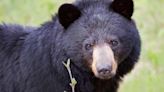 Bear Raids Aptly Named Theme Park Concession Stand