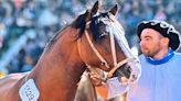 Pagaron un precio récord de $120 millones por un caballo criollo en la Expo Rural
