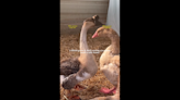 ‘Sweet’ geese trio — including two blind birds — surrendered in NC. They need a home