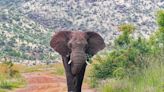 Un turista español muere aplastado en Sudáfrica por un elefante al que se acercó a fotografiar