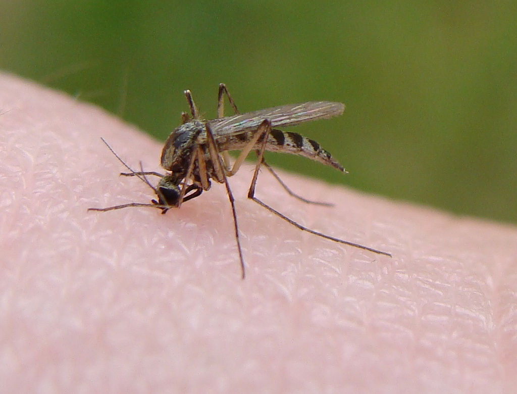 Description Mosquito bite from Flickr.jpg