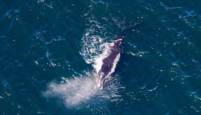 Photos show whale named after Fenway Park with her "fat and very healthy" calf