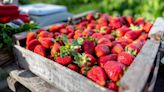 Blessed with rain, Soergel Orchards to hold its annual strawberry festival this year