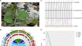 Desert hero unveiled: Cissus quadrangularis genome | Newswise