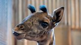 Help Phoenix Zoo name a baby female giraffe