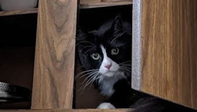 OCHS adoptable pet: Loki is looking for some mischief