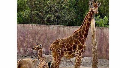 Nombran 'Tafari' a cría de jirafa del Zoológico de San Juan de Aragón