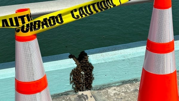Bikers, walkers beware: Big beehive forms on Fort Myers Beach bridge