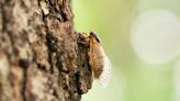 Are cicadas dangerous? What makes this double brood so special? We asked an expert.