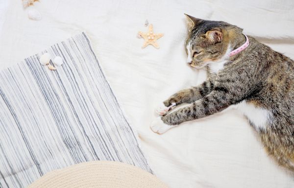 Cat sprawled out on beach embodies "peak definition of enjoyment"