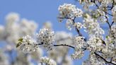 Master Gardener: Bradford pear post elicits emotional response. Here's why they're problematic