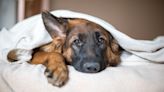 Trainer advises what to do if your dog is territorial over blankets and furniture