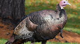 Turkules the wild turkey’s reign over New Jersey town comes to an end