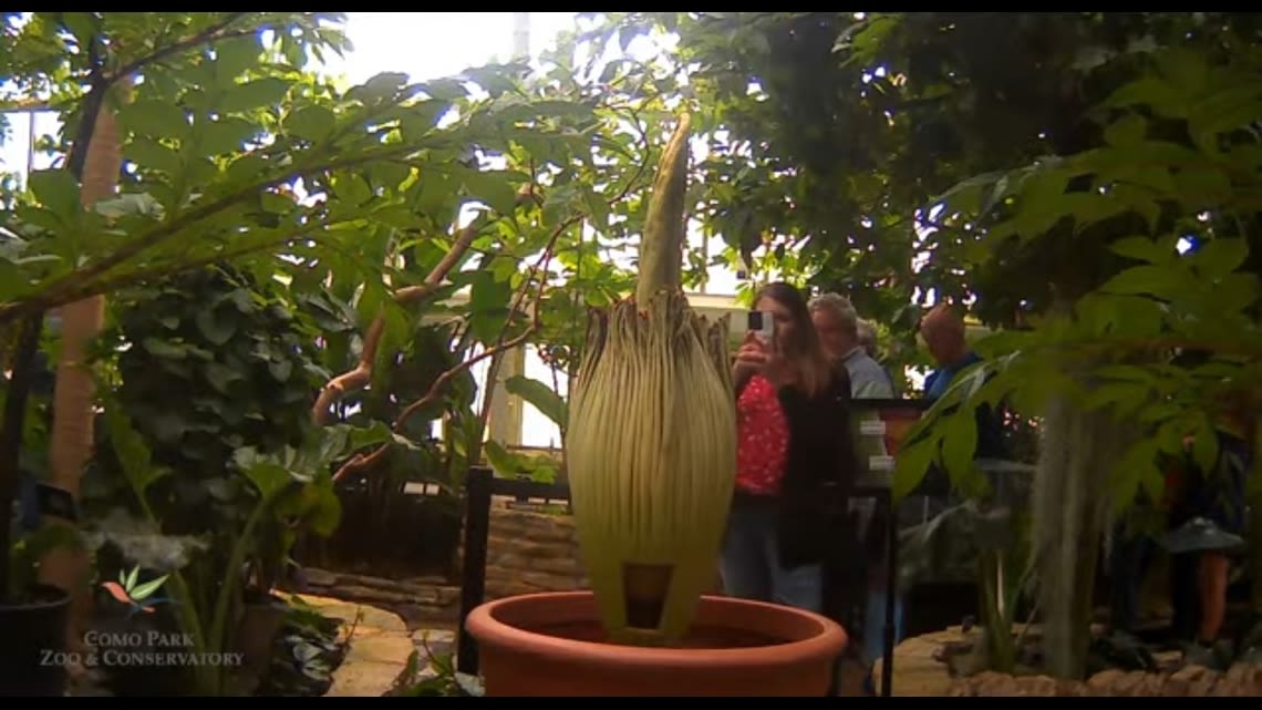 Corpse Flower finishes blooming at Como Conservatory