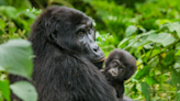 Texas Zoo Welcomes Baby Gorilla Delivered by Emergency C-Section