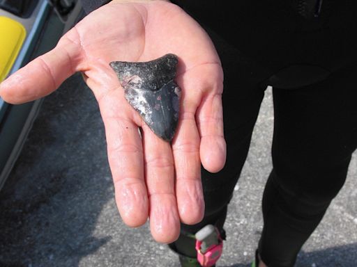 This Florida beach is the Shark Tooth Capital. Here’s how to find them