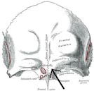 Glabella