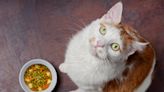 People Are Feeding Their Cats Vegan Pet Food. Hmmm!