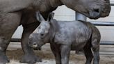 Zina the rhino gives birth to baby at the Virginia Zoo in Norfolk