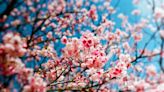 【賞花之旅】雙北賞櫻10景點，粉嫩絢爛綻放美景！