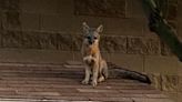 Foxes that attacked Tucson museum worker test positive for rabies