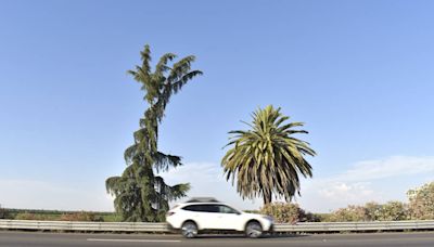 Retirarán la Palmera y el Pino de la Highway 99 en Madera. ¿Qué pasará en el lugar?