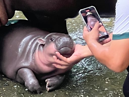 The hottest TikTok makeup trend right now is Moo Deng blush