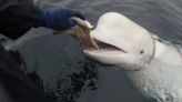 Hvaldimir, la querida ballena beluga y presunto espía ruso, fue encontrada muerta