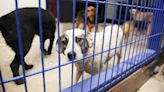 Dozens of Dogs Saved From Southern Breeding Facilities Arrive at Wisconsin Humane Society