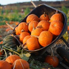 Pumpkin Patch