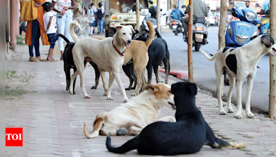 Dogged by questions, Goa CM Pramod Sawant vows to leash stray menace in 3 months | Goa News - Times of India