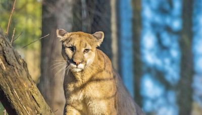 Mountain lion spotted Wednesday night in South San Jose