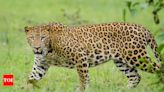 10-year-old boy out to answer nature’s call killed in leopard attack in Maharashtra | Nashik News - Times of India