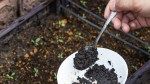 How to Use Coffee Grounds in the Garden