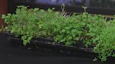 All the Dirt: What you need to know about growing microgreens