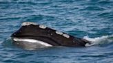 Endangered whale's decline slows, but population falls again